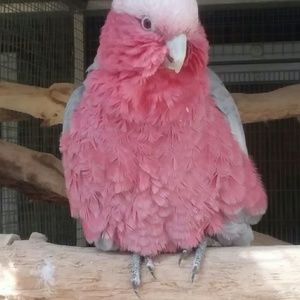 Meet your Posher, Joy